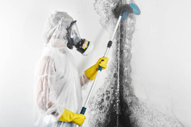 Best Mold-Related Health Consultation  in Burnt Mills, MD